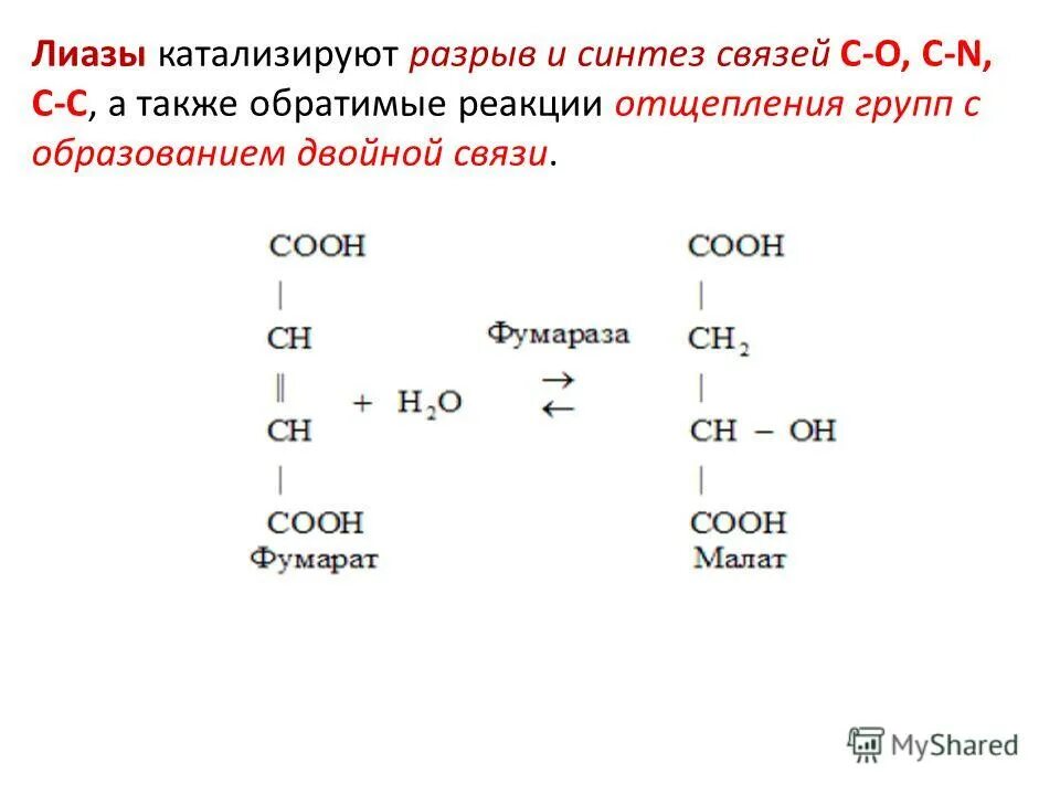 Лиазы ферменты