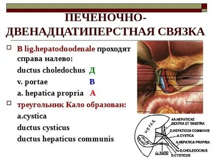 Печеночно двенадцатиперстной