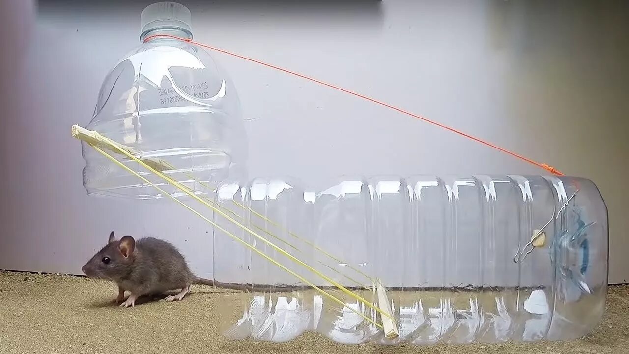 Самодельные мыши. ЛОВУШКА для мышей из баклажки. ЛОВУШКА для мышей из пятилитровой бутылки. Гуманная ЛОВУШКА для мышей. ЛОВУШКА для мышей из пластиковой бутылки.