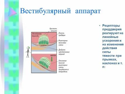 Вестибулярные рецепторы