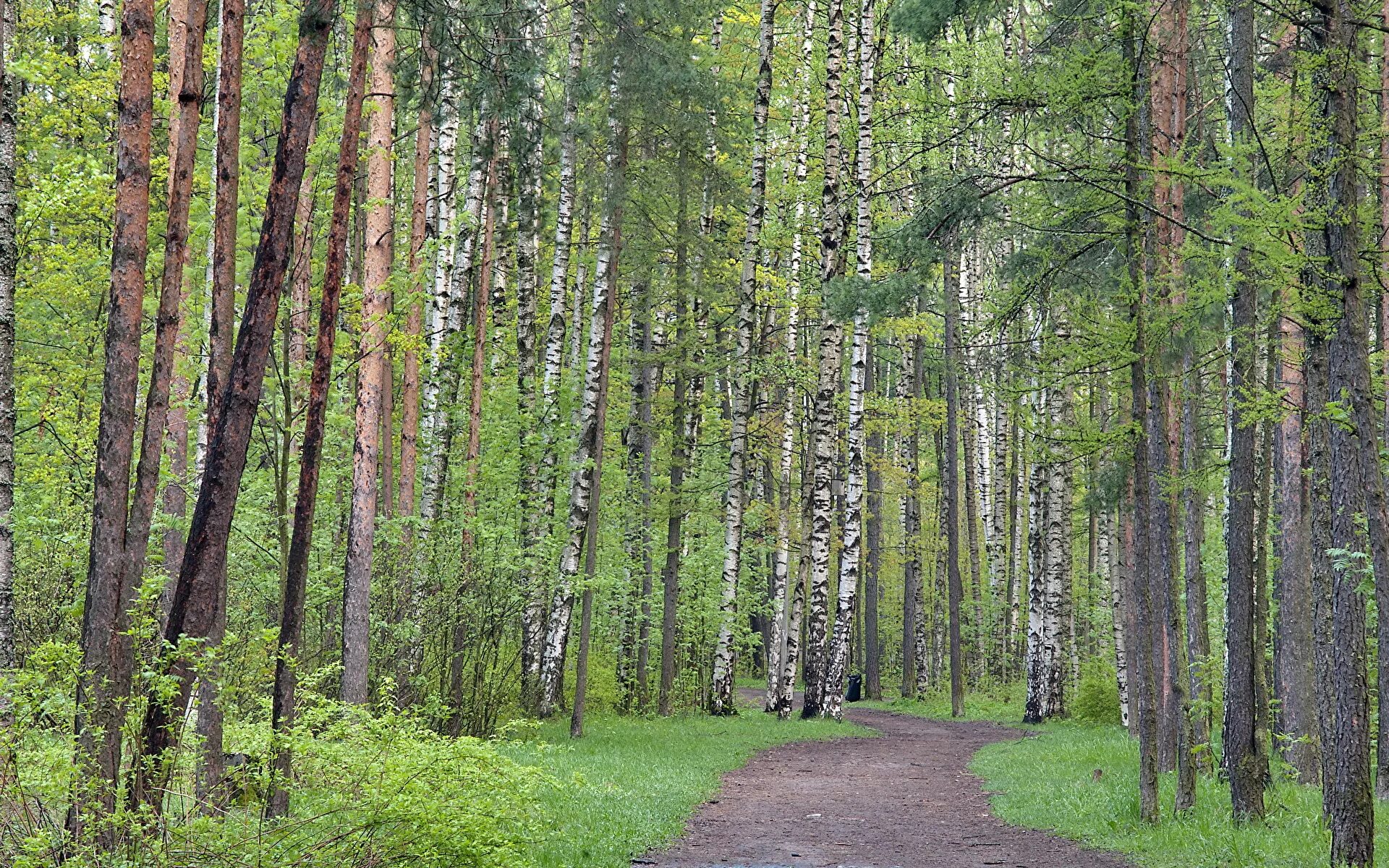 Большое озеро осиновая роща. Березовая роща измайлово. Березовая роща бердск. Глухая роща. Берёзовая роща парк новосибирск.