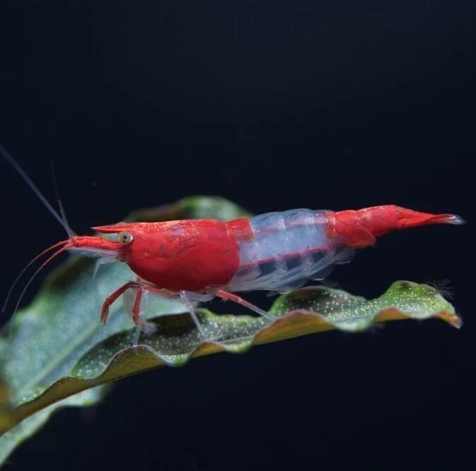 Креветка неокардина. Креветка зеленая неокардина. Креветка Caridina parvula. Креветка бабаулти зеленая.