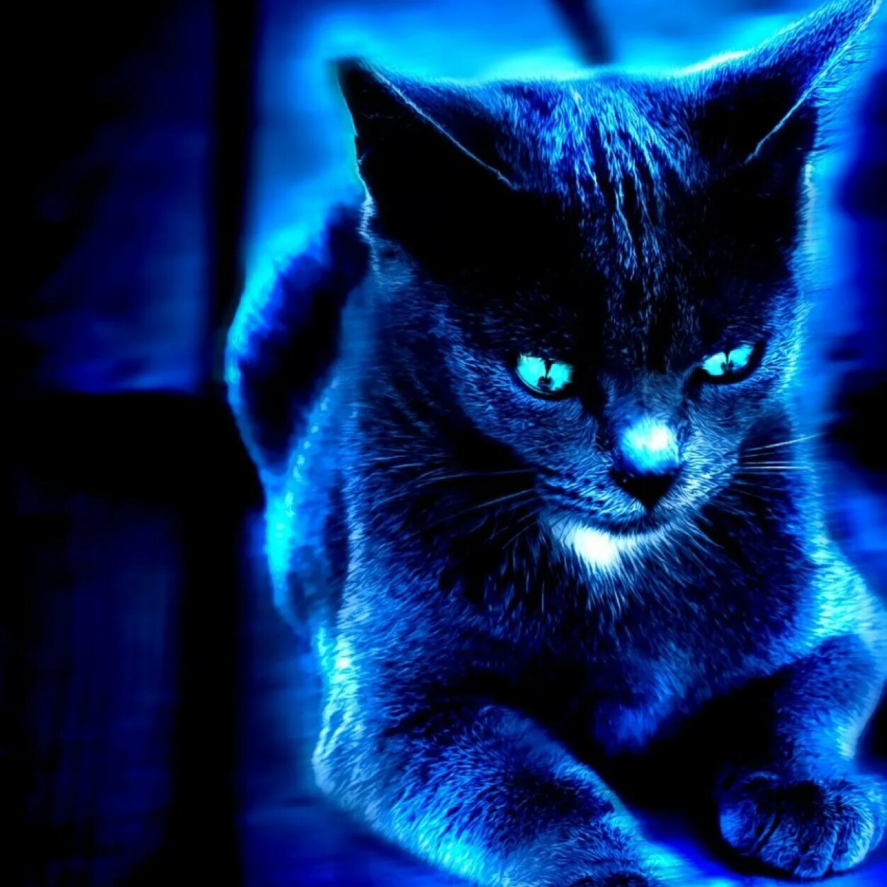 Котэ и синий. Синяя кошка. Синий котенок. Светящиеся котики. Кошка синего цвета.