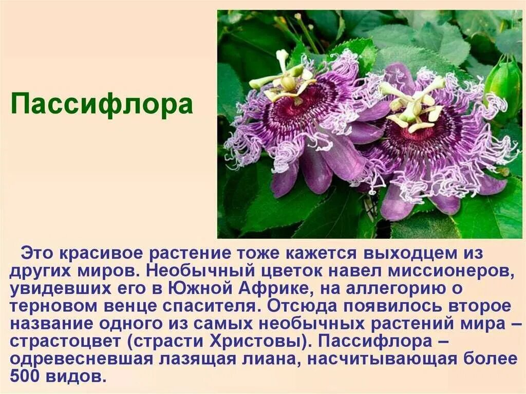 Удивительные растения пассифлора. Орхидея пассифлора. Пассифлора Северная маракуйя.