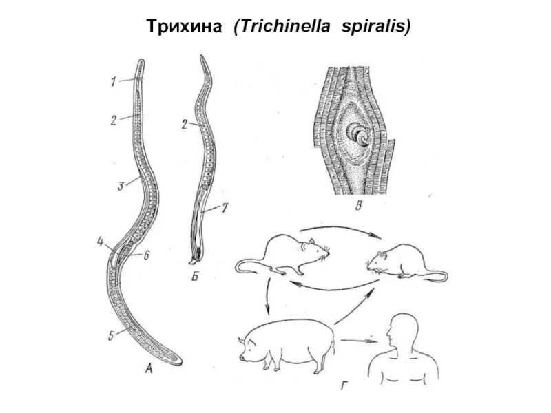 ЖЦ трихинеллы. Трихинелла Спиралис Спиралис. Трихинелла спиральная морфология.