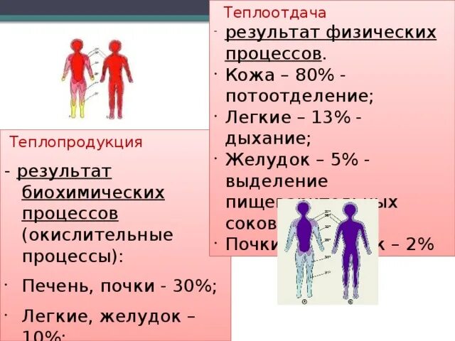 2 теплопродукция. Теплопродукция. теплопродукция и теплоотдача. теплопродукция и теплоотдача легких. процессы теплопродукции кратко.