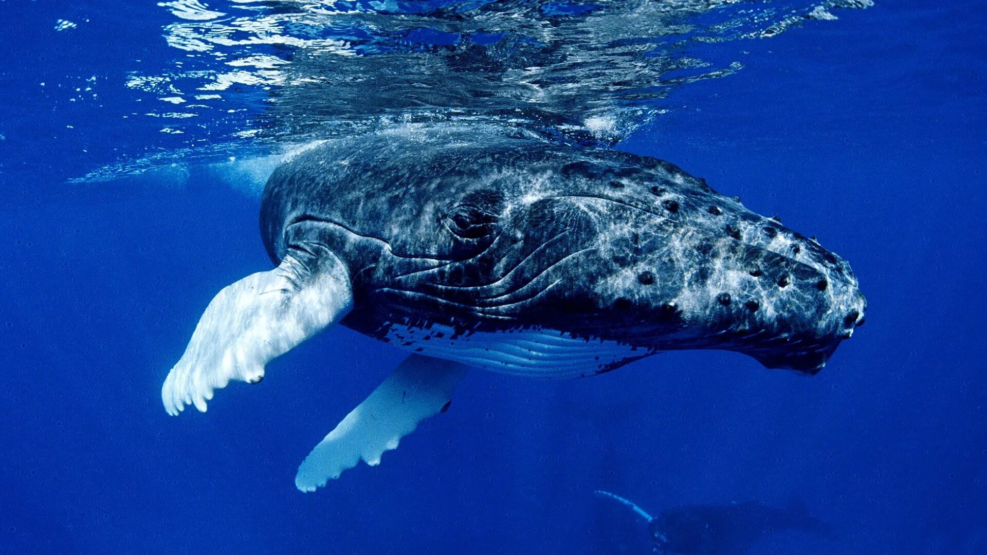 Горбатый кит Атлантического океана. Синий кит в Атлантическом океане. Кит Кашалот Касатка. Горбатый кит интересные факты.