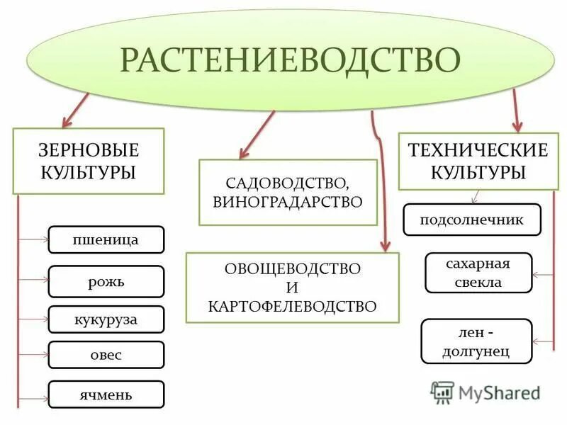 Растениеводство культуры