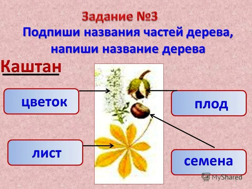 Запиши части растения. Название частей дерева. Каштан части дерева названия. Подпиши названия частей дерева. Название частей дерева окружающий мир.