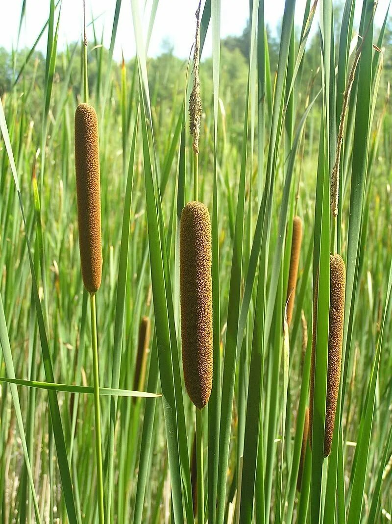 Высоким камышом и сухой. Рогоз узколистный (Typha angustifolia). Камыш рогоз чакан. АИР болотный (Acorus Calamus). Рогоз и рогоз.