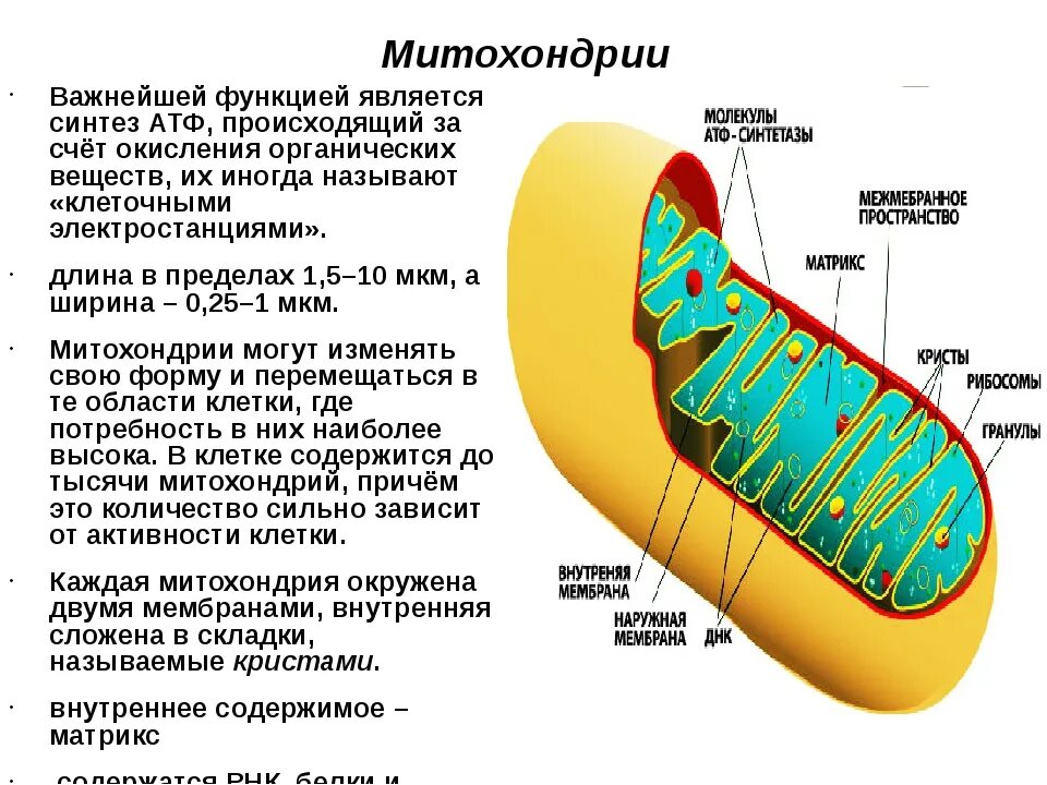 Функция митохондрии является. Структура органоидов митохондрия. Митохондрии строение органоида. Митохондрия функция органоида. Мембрана митохондрий функции.