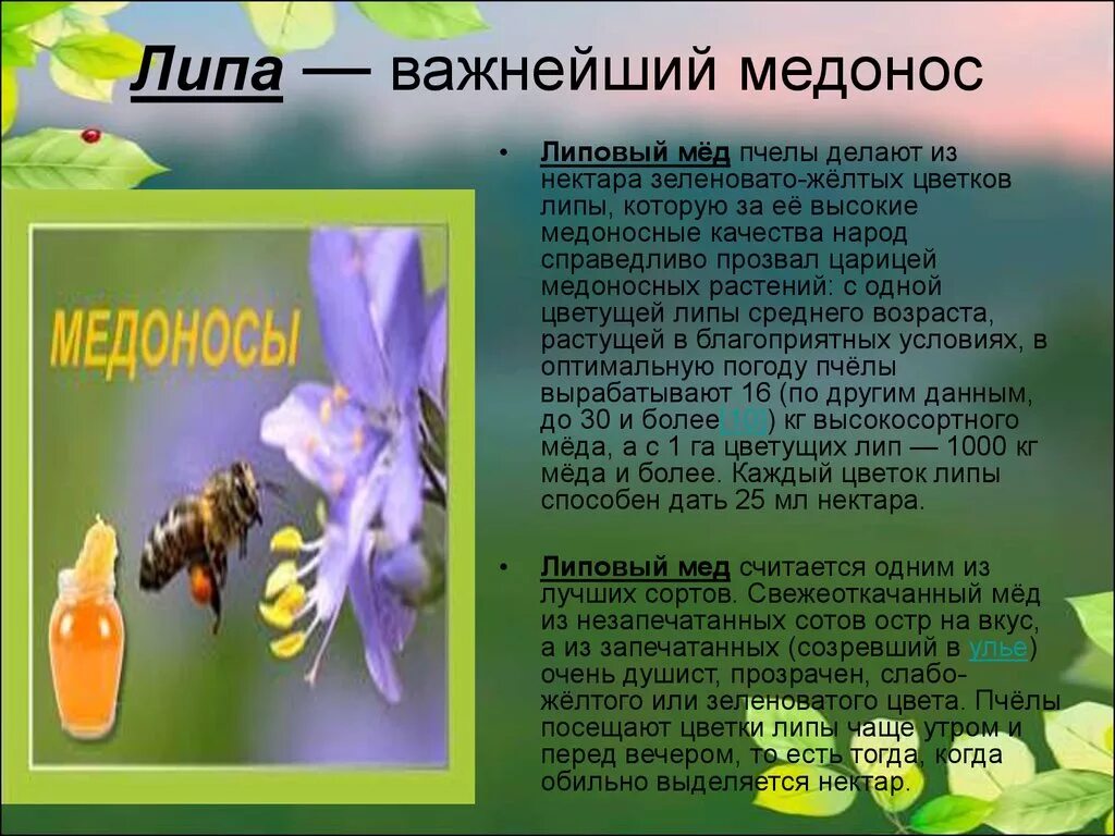 Липа медонос. Медоносные растения презентация. Цветы из которых делают мед. Липовый мед медонос.