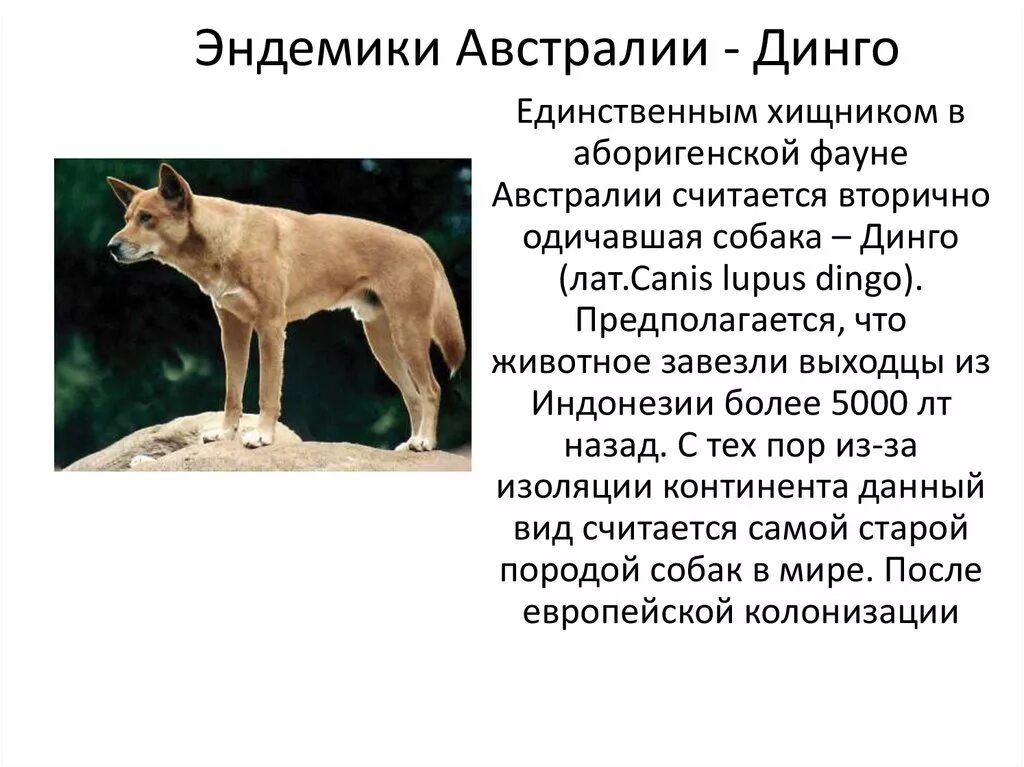 Эндемики Австралии 7 класс география. Эндемики Австралии Динго. Рассказ о эндемики Австралии животных. Эндемики Австралии презентация.