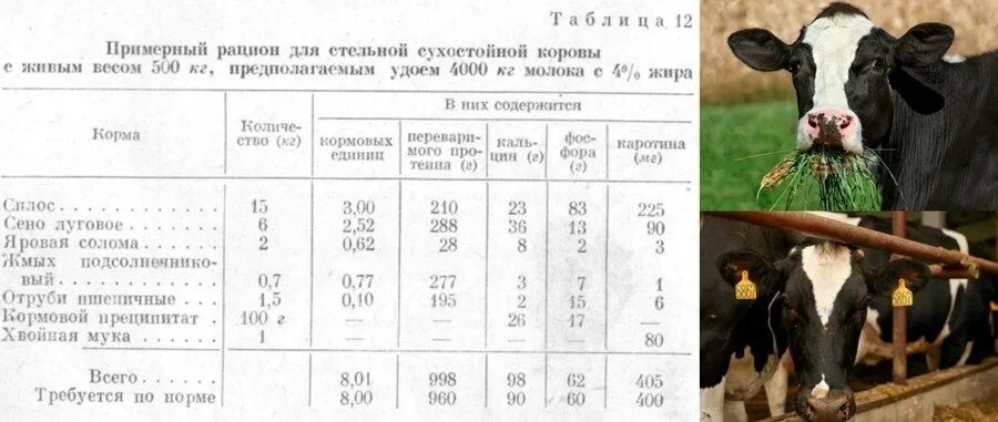 Через сколько приходит в охоту