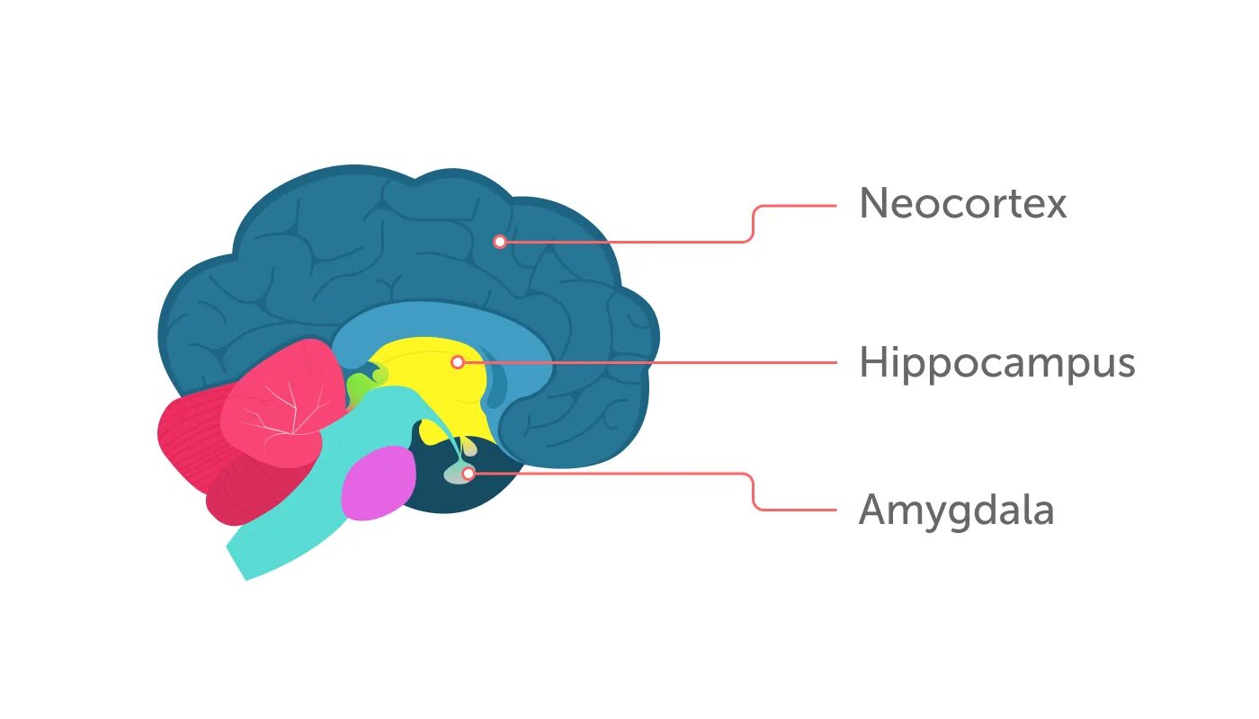 Гиппокамп и неокортекс. Гиппокампе неокортекс. Неокортекс строение. Неокортекс и миндалевидное тело. Неокортекс это простыми словами