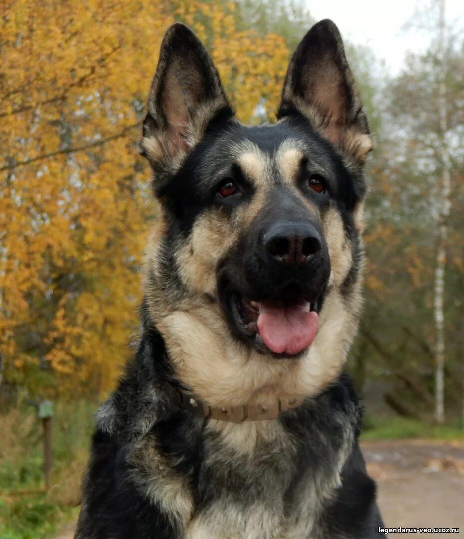 восточноевропейская овчарка чепрачный. восточноевропейская овчарка чепрачный. старотипная восточно-европейская овчарка. окрас европейской овчарки. восточноевропейская овчарка расцветки.