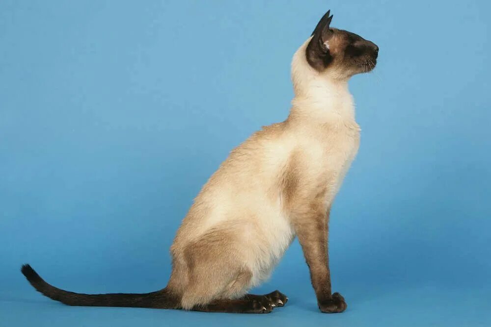 Хвост сиамской кошки. Сиамская, тайская и Ориентальная кошка. Ориентальная Балинезийская кошка. Ориентальная кошка Пойнт. Ориентал сиамского окраса.