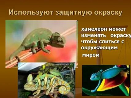 Как защищаются животные