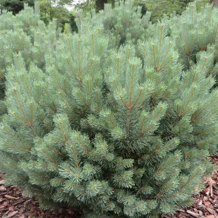 Pinus Sylvestris Watereri. Сосна Горная Watereri. Сосна обыкновенная Watereri. Сосна обыкновенная Ватерери Pinus Sylvestris Watereri. Сосна ватерери купить