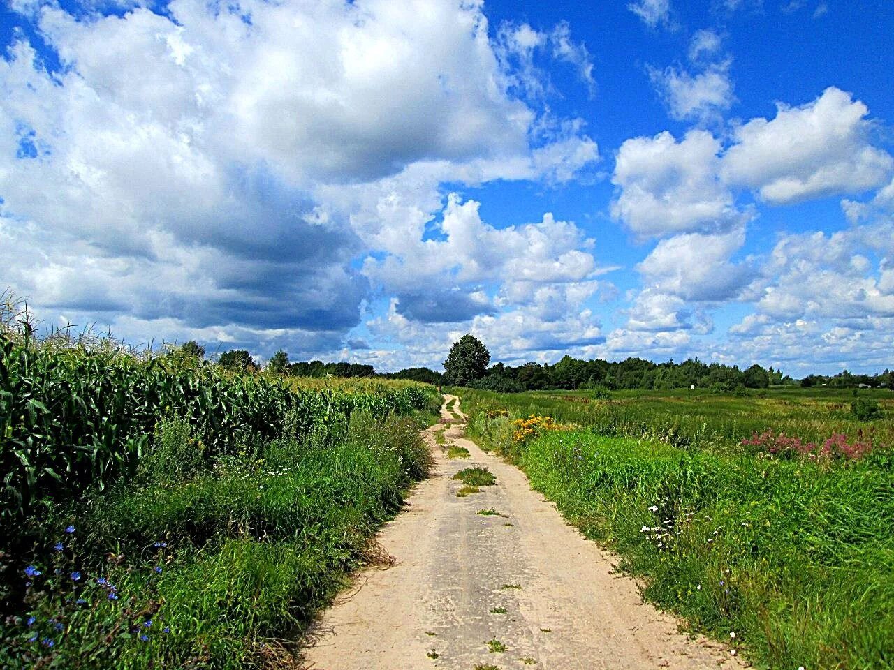 деревня кошкино вачский район. д вареж муромский район. деревня кошкино. деревня кошкино вачский район. кошкино деревня кошкино.