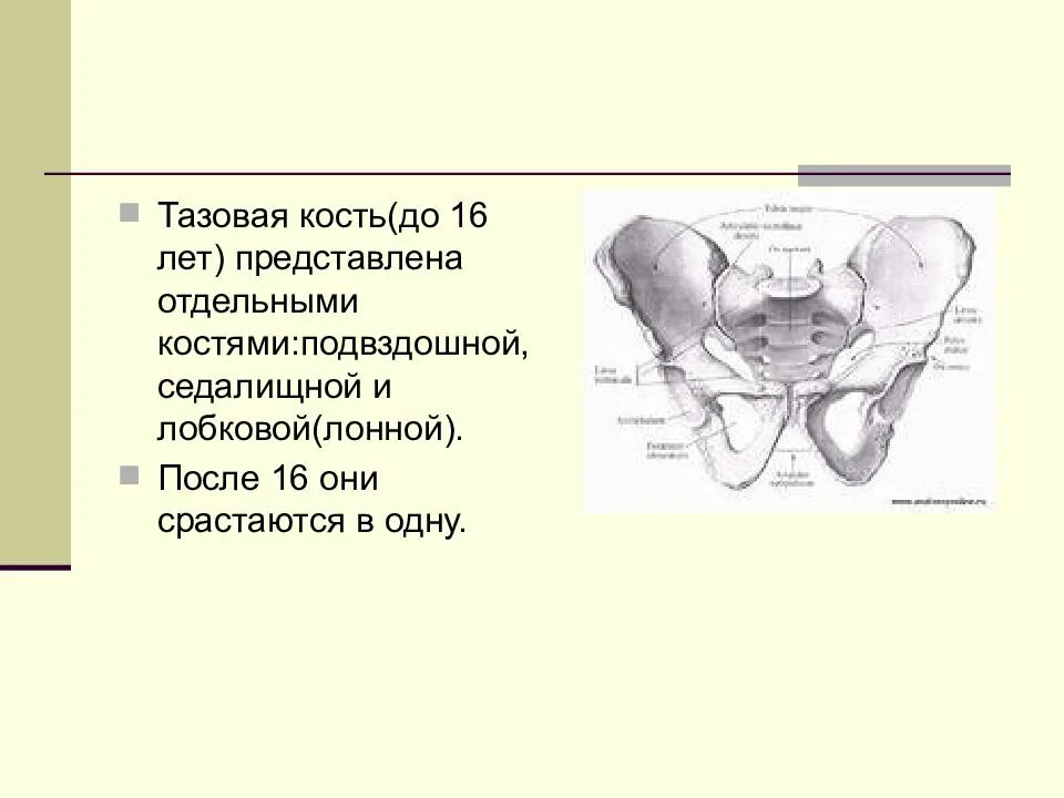 Кости таза лонное сочленение. Лонная кость анатомия таза. Лонная кость строение таза. Тазовая кость, седалищная и подвздошная кости.