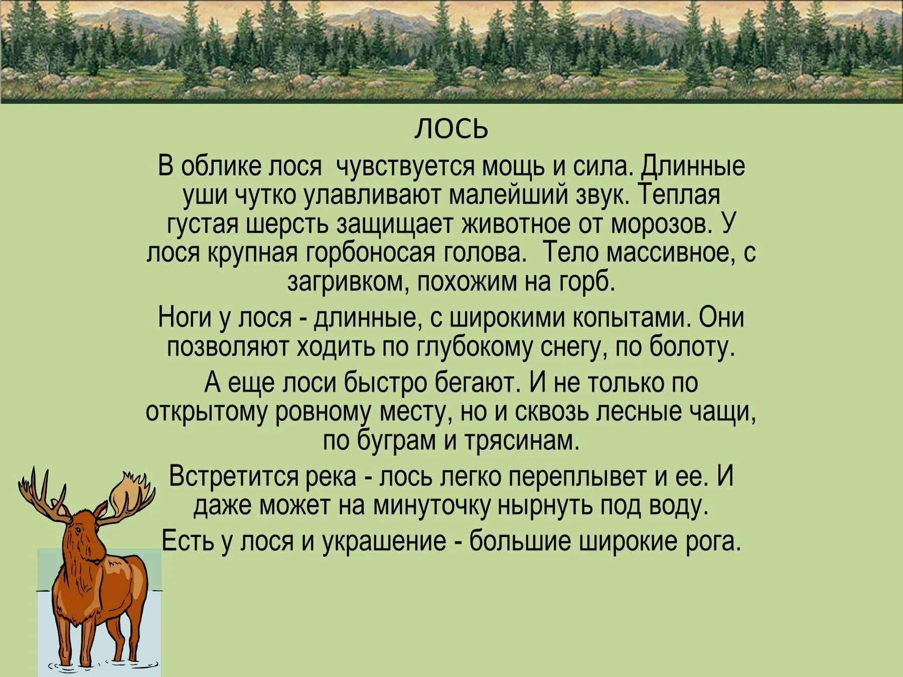 Рассказ о лосе. Лось для детей. Лось описание. Информация о Лосе. Лось интересные факты для детей.