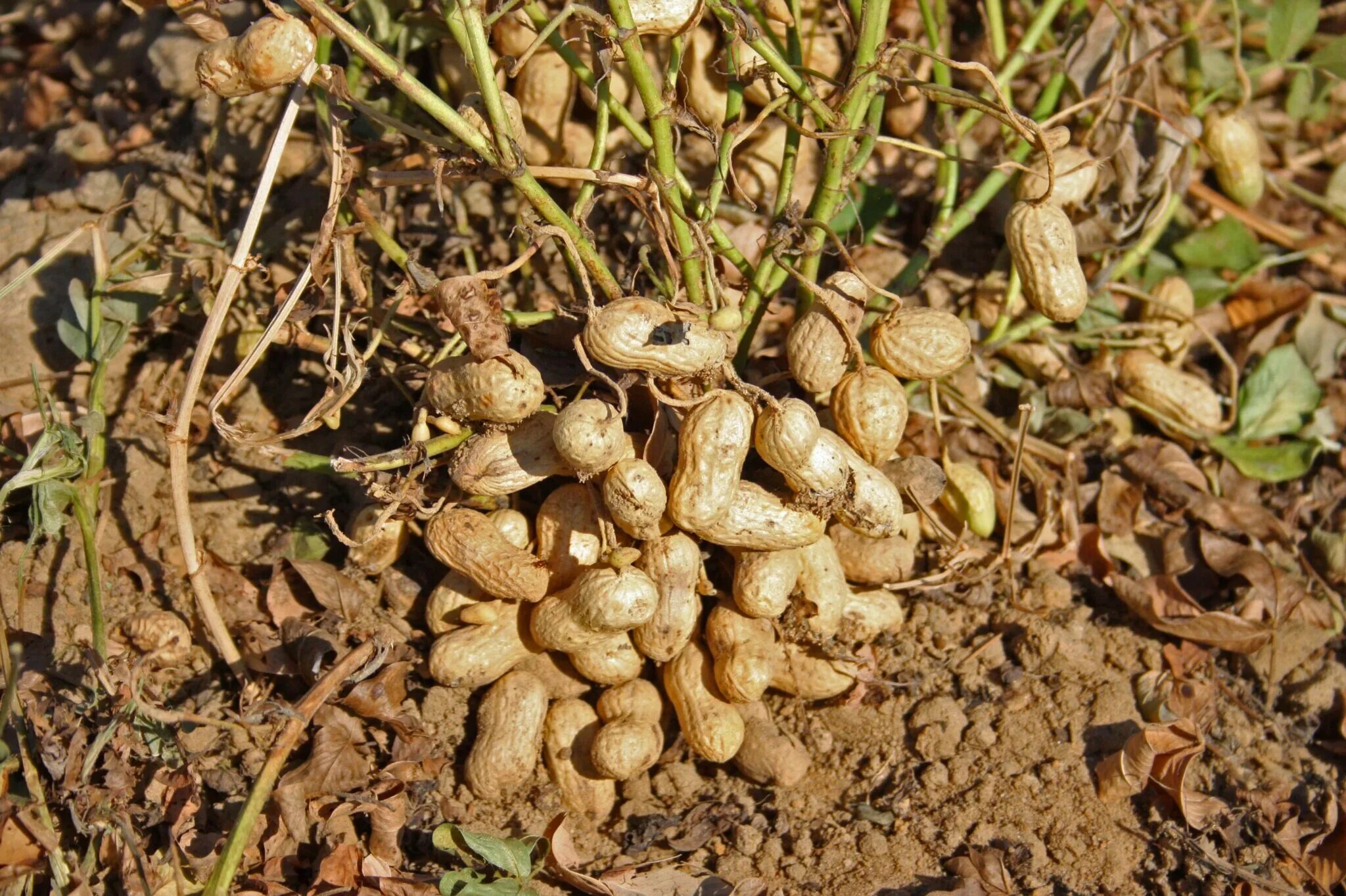 Земляной орех арахис. Земляной орех, арахис (Arachis hypogaea). Meloidogyne arenaria арахис. Как растет арахис.