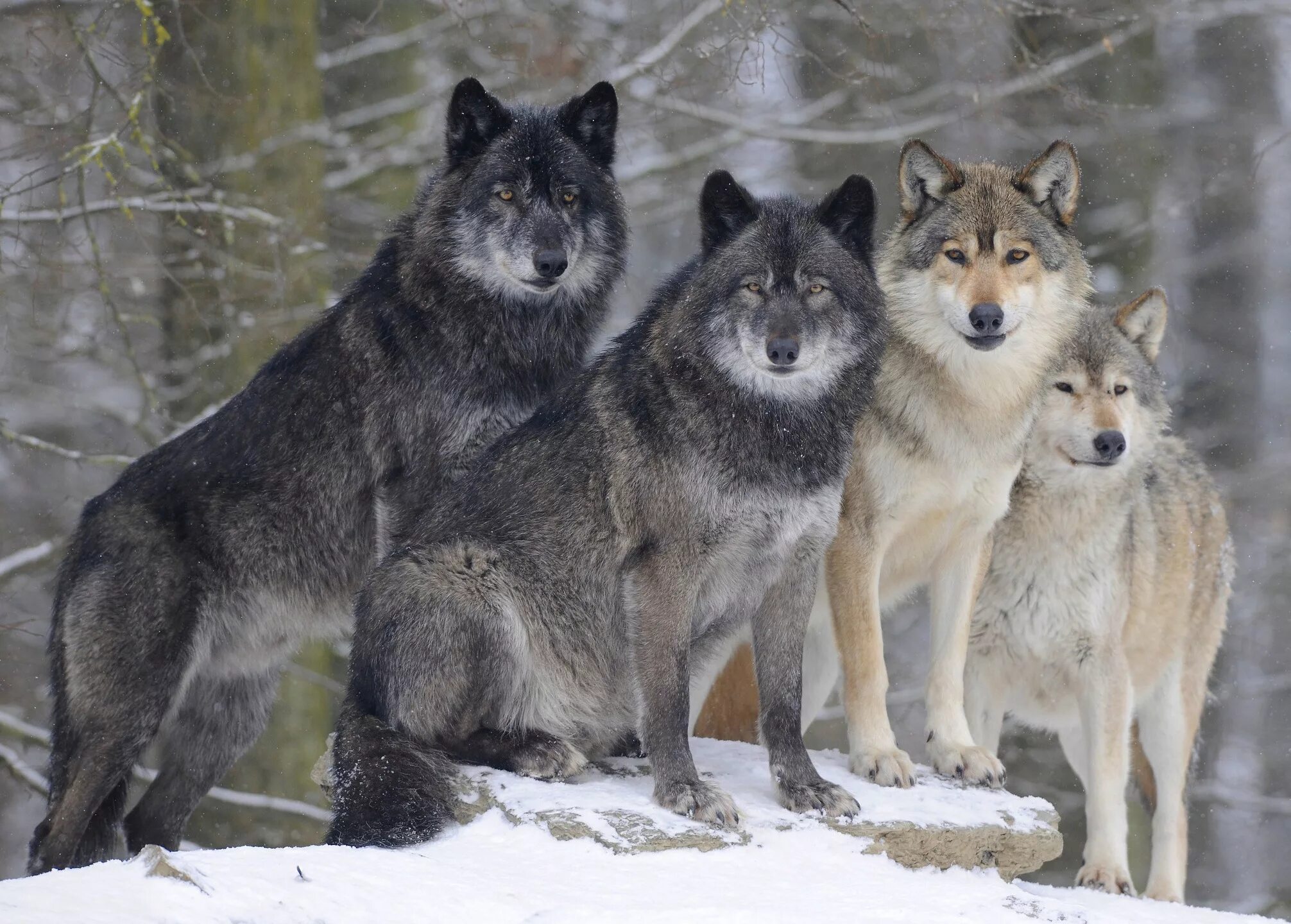 J wolf. J wolf