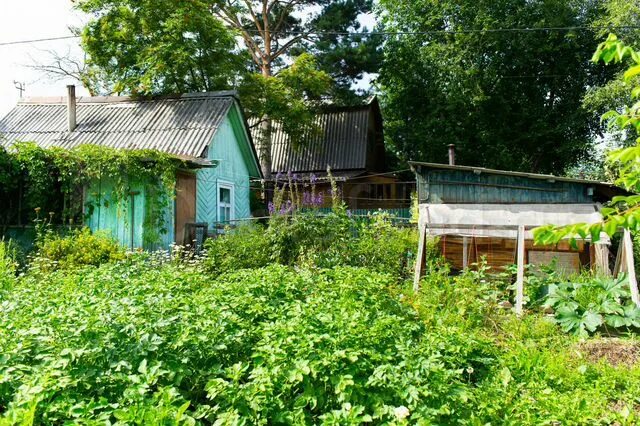 Черемушки иркутск. Фотосессия на даче. СНТ Березка. СНТ Черемушки Иркутск. Дачи Приморье.