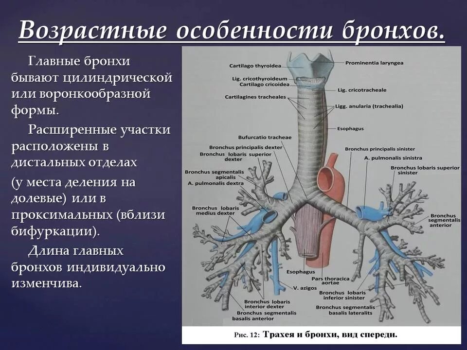 Функции трахеи. Трахея бронхиальное дерево строение. Возрастные изменения трахеи и бронхов. Лёгкие трахея бронхи строение. Трахея бронхи и легкие вид спереди.