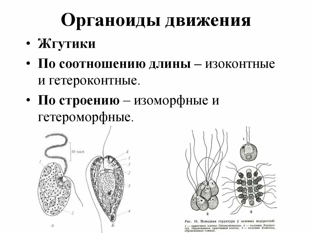 Органеллы передвижения. Органоиды движения строение жгутика. Органоиды движения строение и функции рисунок. Строение органоидов движения клетки. Органоиды движения клетки рисунок.