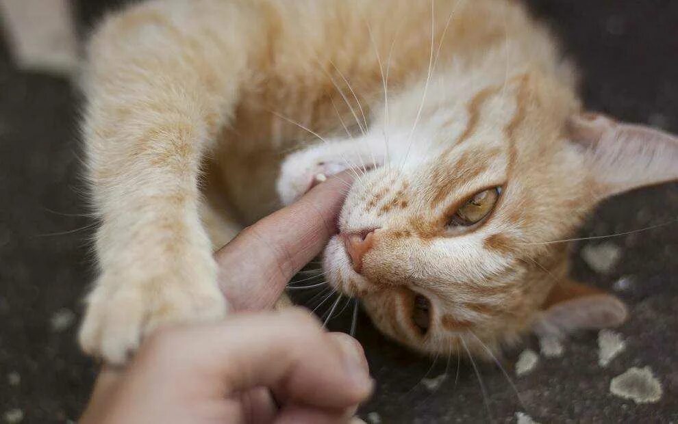 Рыжий кот нападает. Кусачий рыжий кот. кошка кусается. кошка грызет. инстинкты кошек.