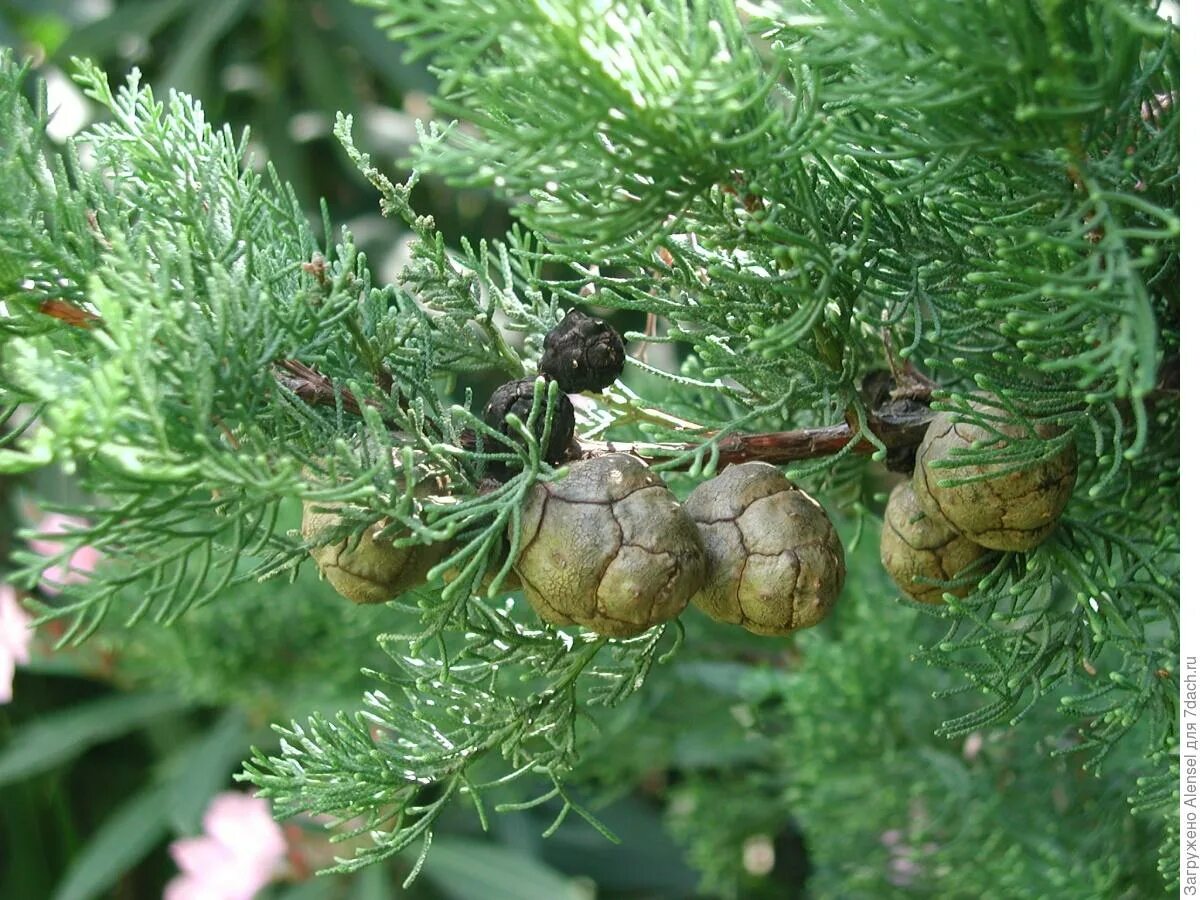 Семенные хвойные. Кипарис вечнозеленый (лат. Cupressus sempervirens). Шишки кипариса Лавсона. Кипарис вечнозеленый хвоя. Можжевельник обыкновенный шишки.