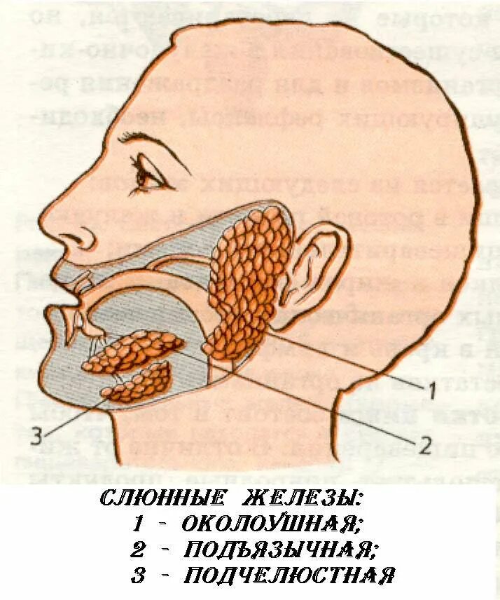 Слюн железа. Слюнные железы схема расположения. расположение слюнных желез у человека. ротовая полость анатомия слюнные железы. слюнные железы строение.