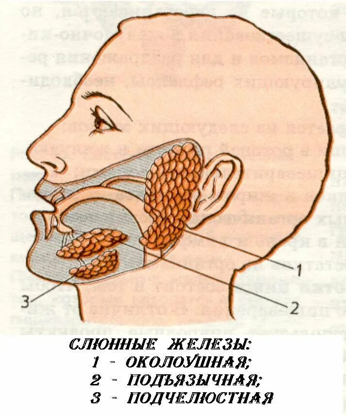 Сколько слюны у человека