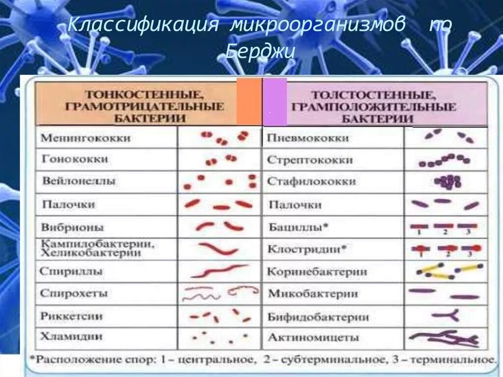 Примеры групп бактерий. Классификация микроорганизмов микробиология. Классификация бактерий по Берджи. Формы бактерий.. Классификация бактерий по Берджи микробиология. Систематика и морфология бактерий по Берджи.