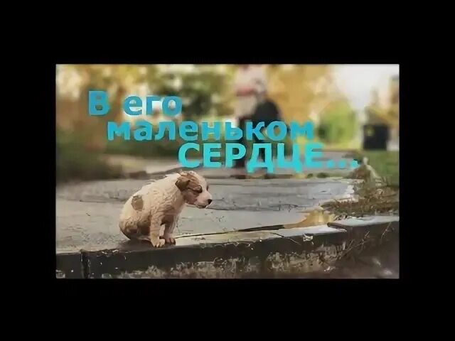 Братский приют собак. Не бросайте собак. Бездомные животные жалкие. Брошенные собаки. Брошенные собаки.