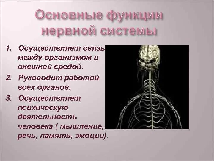 Нервная система. Функции нервной системы. Нервная система органы и функции. Нервная система функции системы.