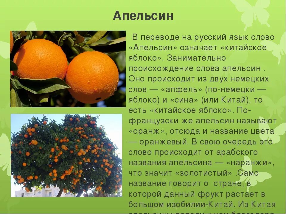 Апельсин откуда. Происхождение слова апельсин. апельсин для презентации. апельсиновое дерево описание. информация про апельсин.