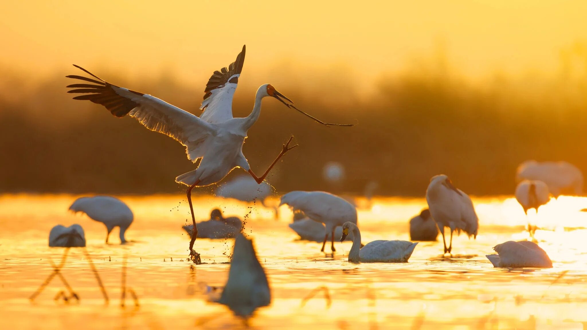 Siberian White Crane. Перелетные птицы на закате. Перелетные птицы в Африке. Журавль в небе. Журавли усталые
