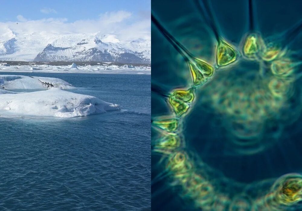 Биомасса фитопланктона в теплых морях больше. Фитопланктон Северного Ледовитого океана. Фитопланктон водоросли. Планктон Северного Ледовитого океана.