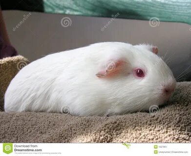 Coconut The Guinea Pig Stock Image - Image: 1027901.