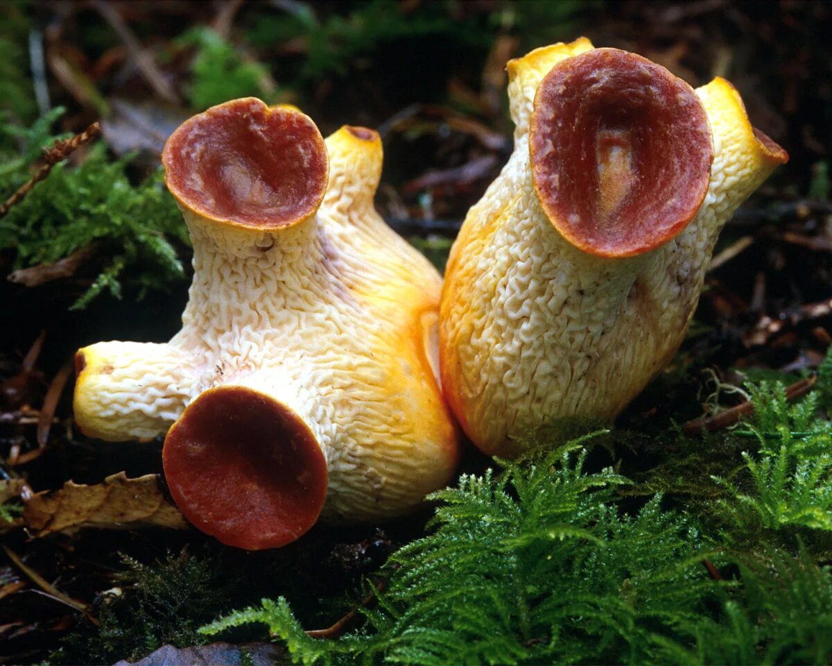 Экзотические грибы. Гомфус чешуйчатый гриб. Gomphus floccosus. Грибы Кампанелла необычные грибы. Подосерпула Миранда гриб.