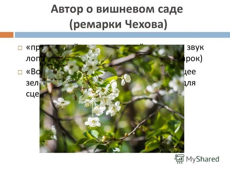 лопнувшая струна вишневый сад. звук лопнувшей струны это символ. лопнувшая струна вишневый сад. авторские ремарки сад в пьесе вишневый сад. звук лопнувшей струны в вишневом саде значение.