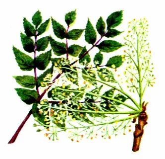 Аралия левзея лимонник