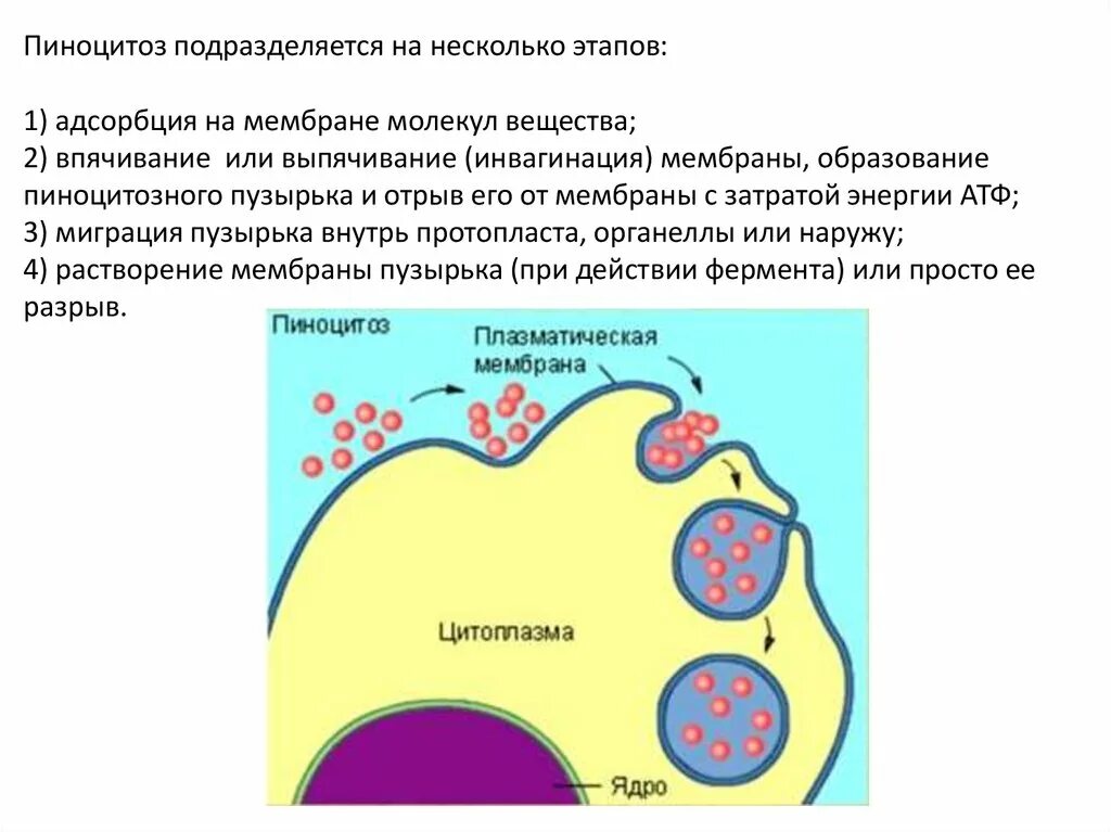 Фагоцитозный пузырек. Пиноцитозный пузырек строение и функции. Пиноцитозные пузырьки строение и функции. Пиноцитоз пузырек функции. Пиноцитозный пузырек строение.