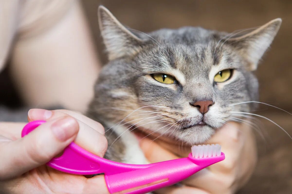 Котэ чистим. Котэ чистим