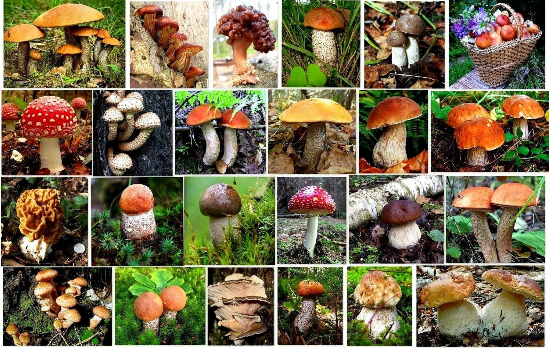 Виды грибов в лесу