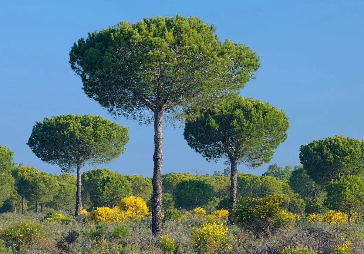 Пиния это. Пиния (Pinus pinea). Сосна итальянская Пиния. Сосна Пиния Pinus pinea штамб.