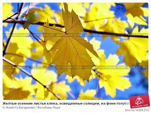 Желтые кленовые листья фото Жара уйдет из Ивановской области вместе с летом